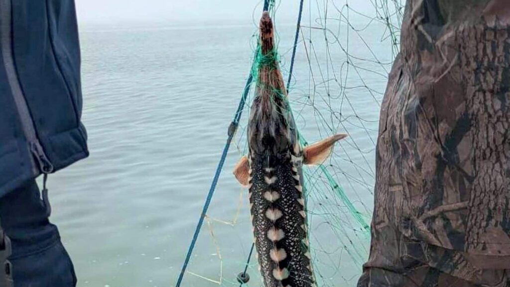 Protected Danube Sturgeon Quiet Possibility Decimation by Poaching